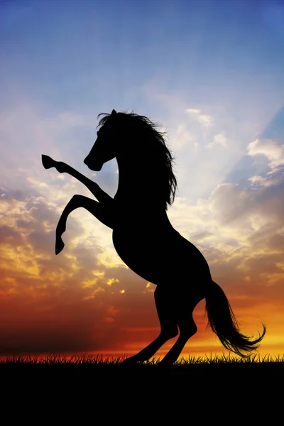Illustration Des Pferdes Bei Sonnenuntergang — Stockfoto