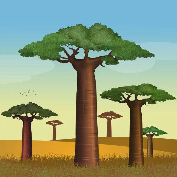 Ilustración Baobab Bosque — Foto de Stock