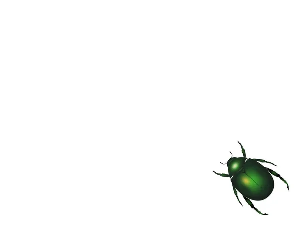 图为绿色蟑螂在白色背景 — 图库照片
