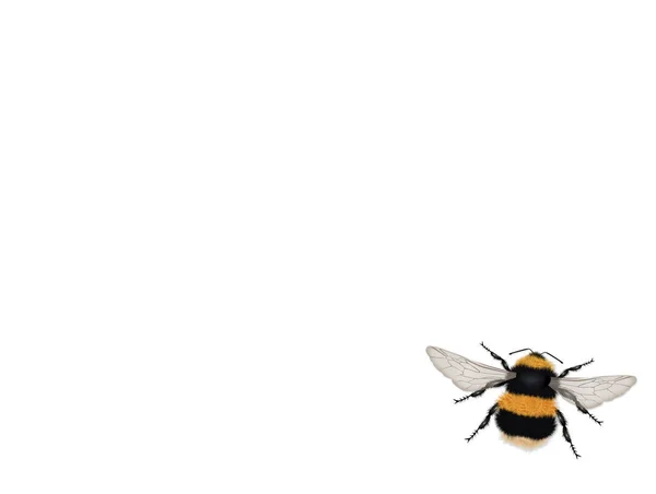Απεικόνιση Του Bumblebee Λευκό Φόντο — Φωτογραφία Αρχείου