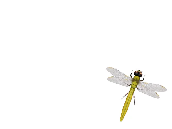 Libellula Sfondo Bianco — Foto Stock