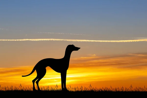 Greyhound Hond Bij Zonsondergang — Stockfoto