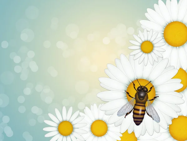 Illustration Bee Daisies — Stock Photo, Image