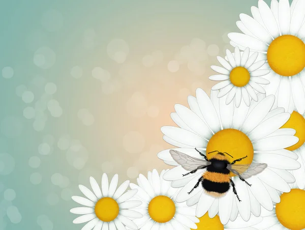 Απεικόνιση Του Bumblebee Στις Μαργαρίτες — Φωτογραφία Αρχείου