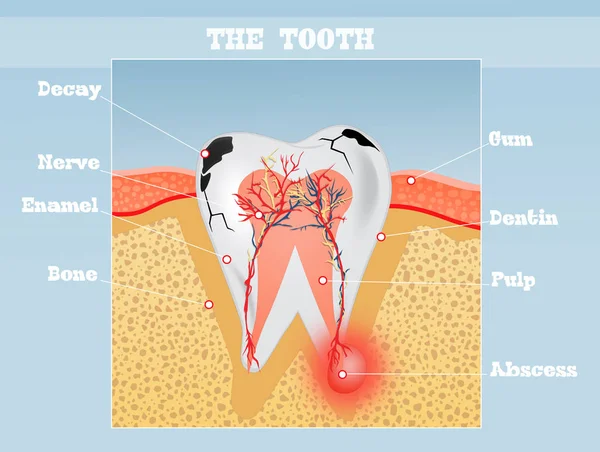 Illustration Tooth Scheme — Stock Photo, Image