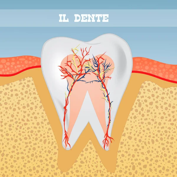 Illustrazione Dell Anatomia Dei Denti — Foto Stock