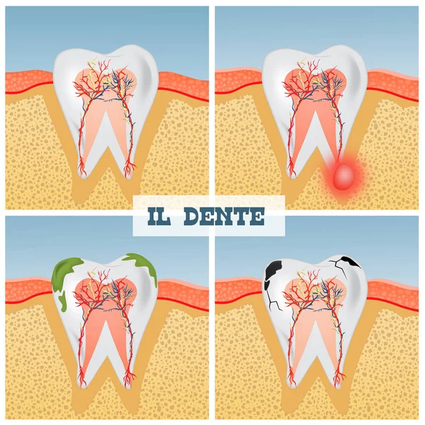 Illustrazione Dell Anatomia Dei Denti — Foto Stock