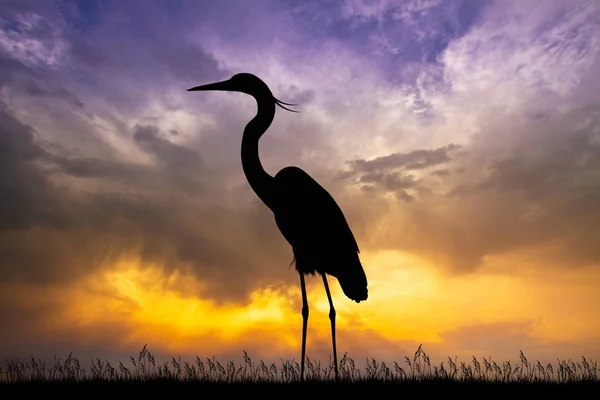 Illustration Heron Sunset — Stock Photo, Image