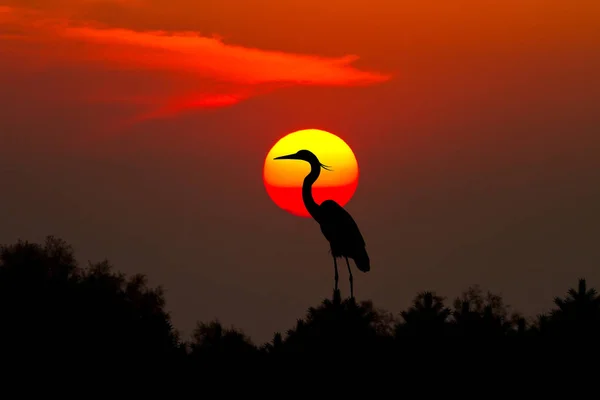 Silueta Garza Atardecer Rojo — Foto de Stock