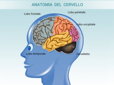 beyin anatomisi şeması illüstrasyon