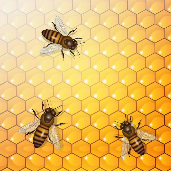 Εικονογράφηση Των Μελισσών Στην Κυψέλη — Φωτογραφία Αρχείου