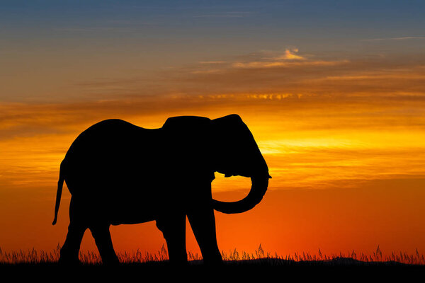 Illustration of elephant silhouette at sunset