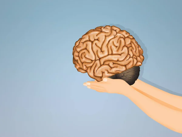 Ilustración Del Cerebro Las Manos — Foto de Stock