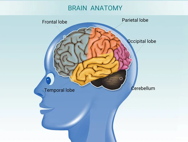 脳解剖学のイラスト — ストック写真