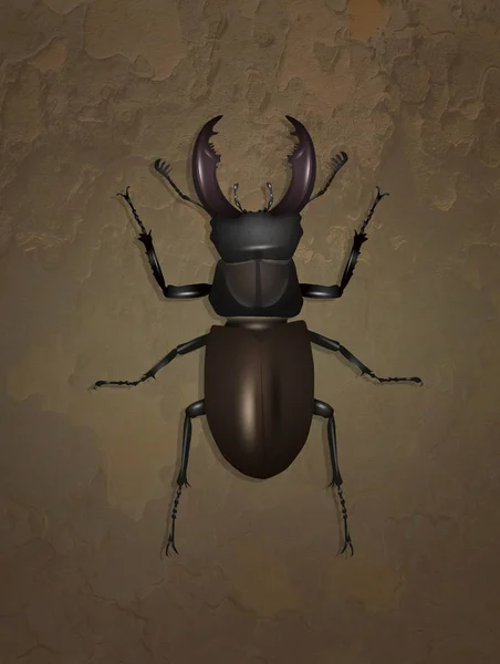 illustration of stag beetle on bark