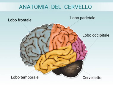 beyin anatomisi Illustration