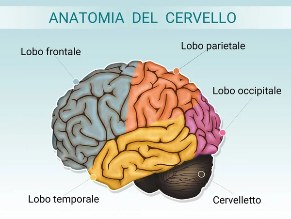 大脑解剖学的插图 — 图库照片