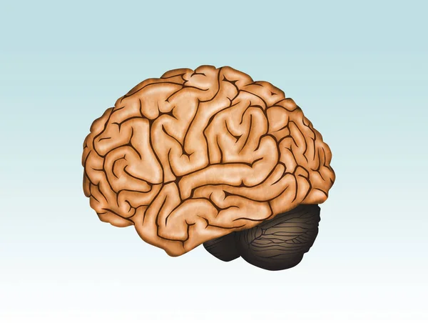 Illustration Brain — Stock Photo, Image