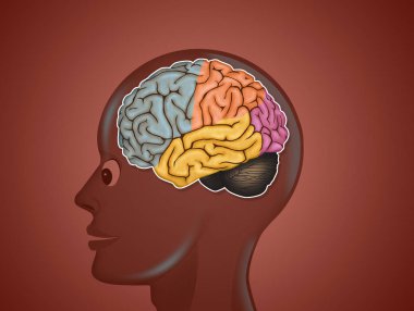 beyin anatomisi Illustration