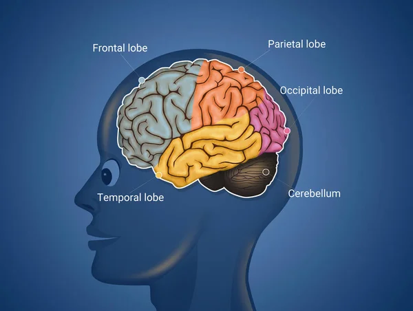 Иллюстрация Анатомической Схемы Мозга — стоковое фото