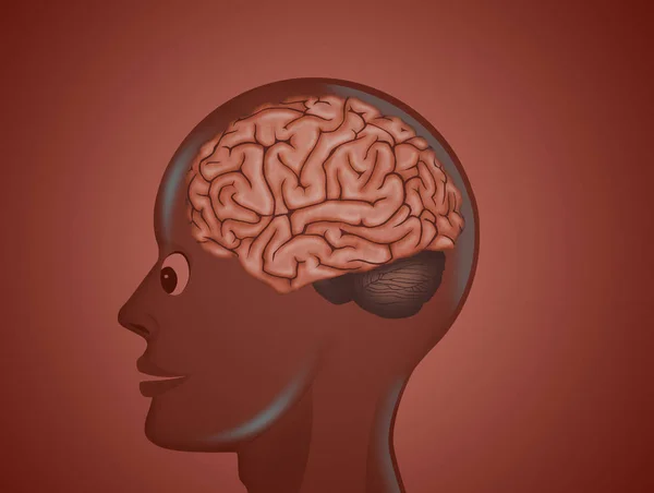 Ilustracja Głowy Mózgiem — Zdjęcie stockowe