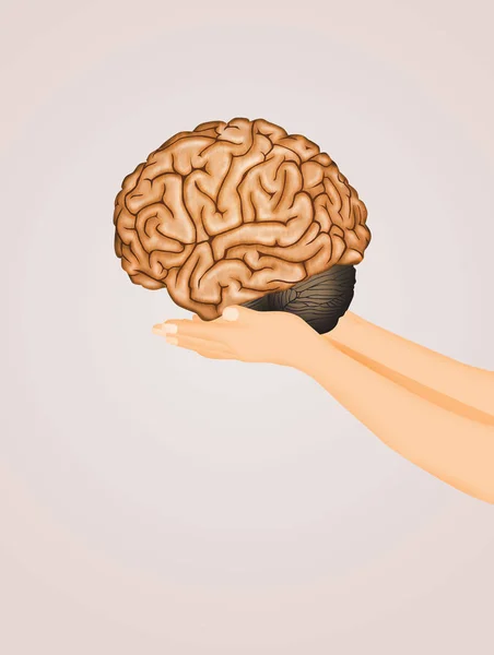 Иллюстрация Мозга Руках — стоковое фото
