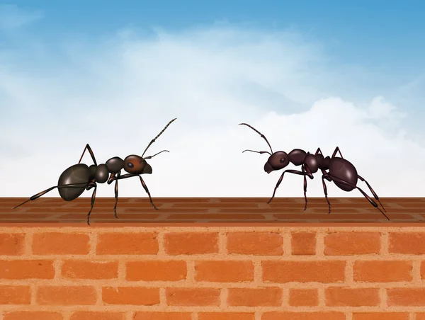 Ilustración Dos Hormigas Pared — Foto de Stock