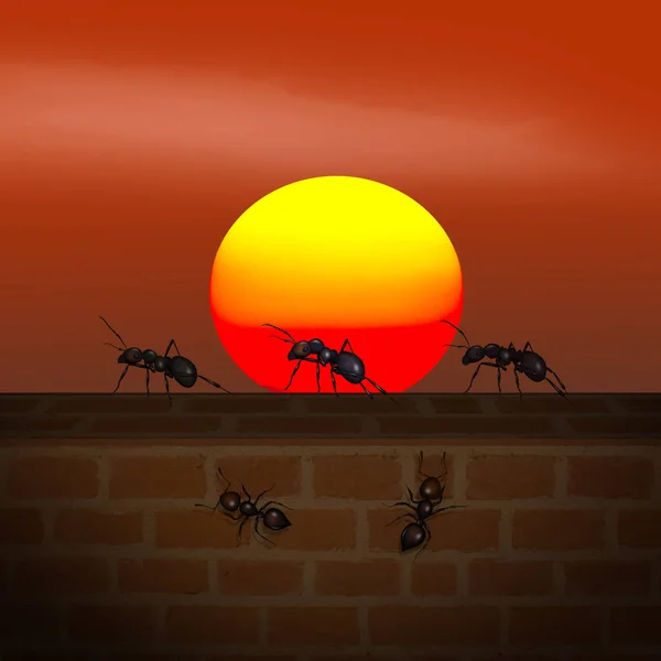 Fourmis Sur Mur Coucher Soleil — Photo