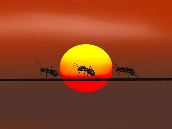 Hormigas Alambre Atardecer — Foto de Stock