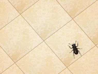 cockroach on the floor clipart