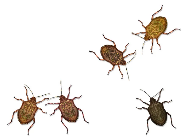 Illustration Bedbugs Background — Stock Photo, Image