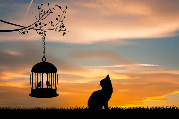 Cat Looks Caged Birds — Stock Photo, Image