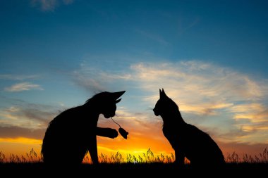 Gün batımında kediler fare yakalar.