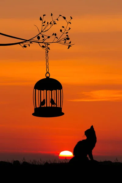 Cat Looks Caged Birds Sunset — Stock Photo, Image