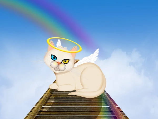 彩虹桥上的猫 — 图库照片