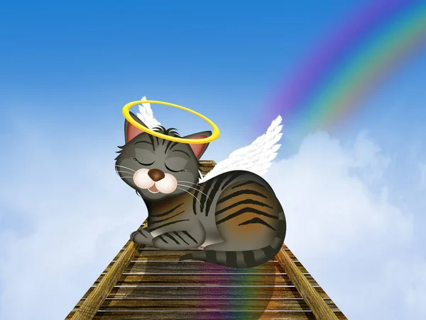 Katt Regnbågsbron Himlen — Stockfoto
