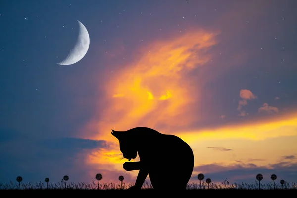 Katze Leckt Sich Bei Sonnenuntergang — Stockfoto