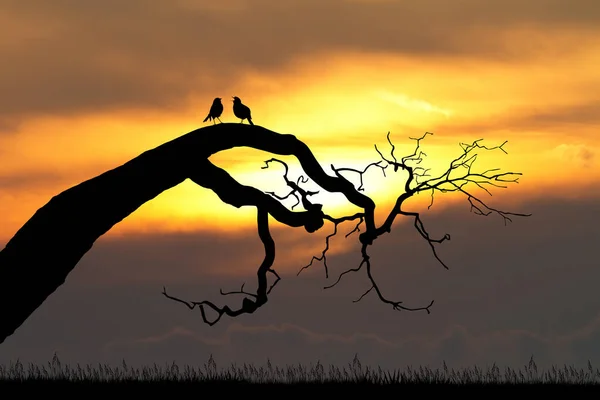 Illustration Von Vögeln Auf Ästen Silhouette Bei Sonnenuntergang — Stockfoto