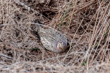 Bir yuva üzerinde oturan kadın sülün