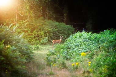 Sevgili güneş ışığı altında