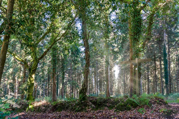 Bosque Místico Dartmoor Con Una Señal — Foto de Stock