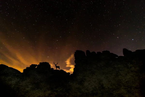 Stag under the stars.  A stag standing on a rock outcrop with the night sky above.