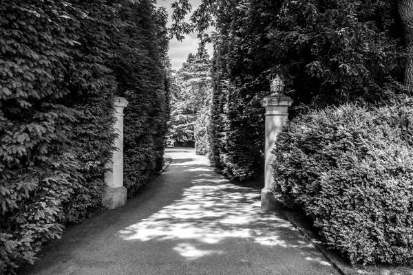Path Leading Gate Posts Framed Canopy Trees Black White — Stock Photo, Image
