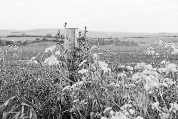 Clôture Métallique Avec Fleurs Sauvages Noir Blanc — Photo