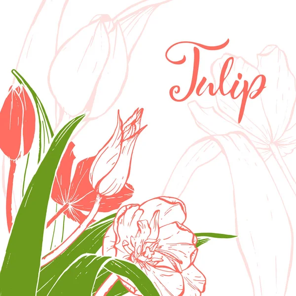 Bosquejo lineal tulipanes florecen . — Archivo Imágenes Vectoriales