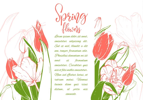 Skica lineární tulipány květ. — Stockový vektor