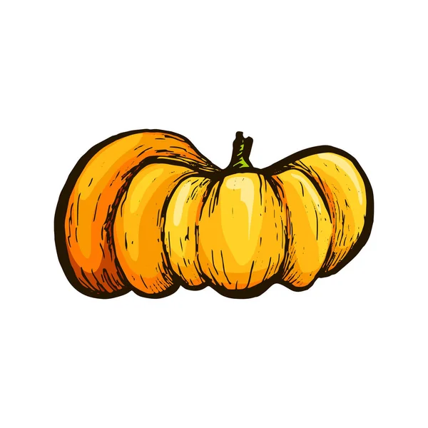 Colorful pumpkin vector drawing. — Stock Vector