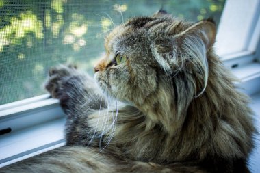 Pencereden dışarı bakarak bir kedi sahipleri için dönmek bekliyor.