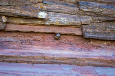 Salyangoz kırmızı demir cevheri bir katman üzerinde oturur.