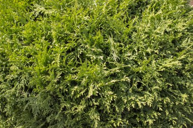 Yeşil mazı bush. Kartları, metin, sanat, paketler için arka plan.